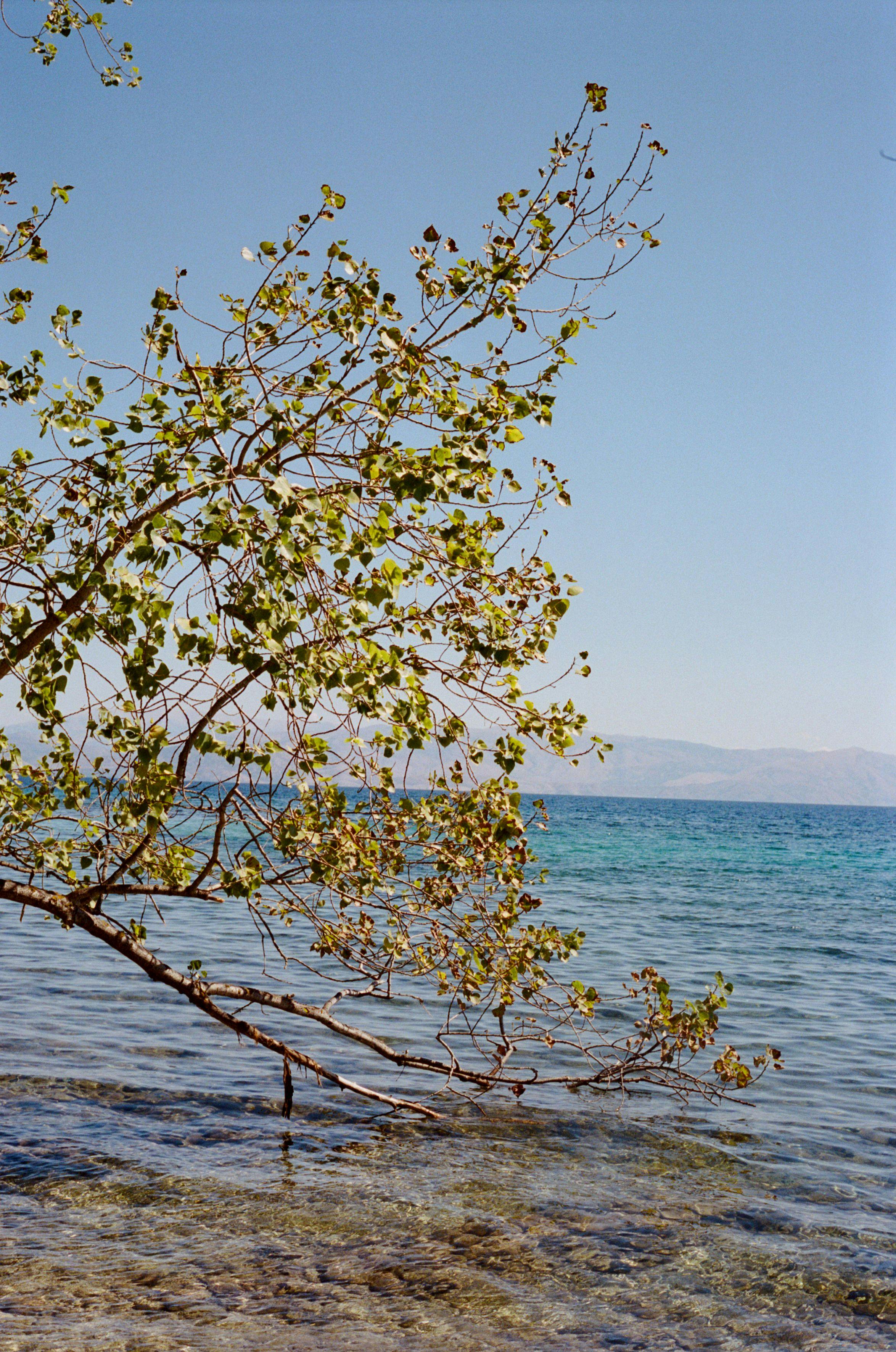 Image of tree by the ocean